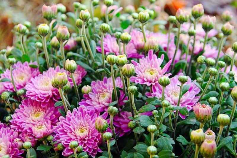 How to Grow and Care for Chrysanthemum
