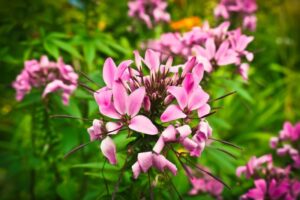 How to Grow and Care for Cleome (Spider Flowers)