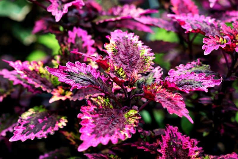 How to Grow and Care for Coleus