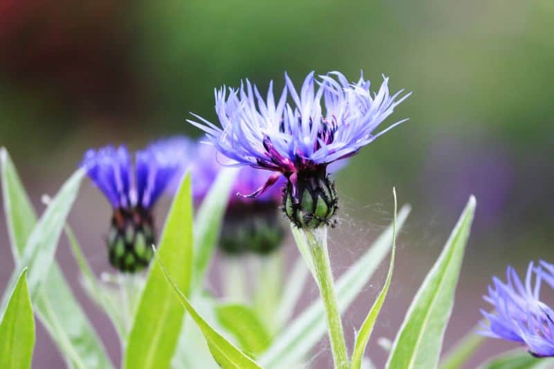 How to Grow and Care for Cornflower