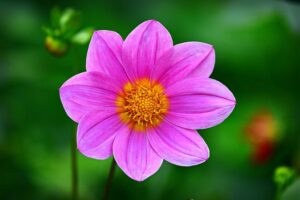 How to Grow and Care for Cosmos