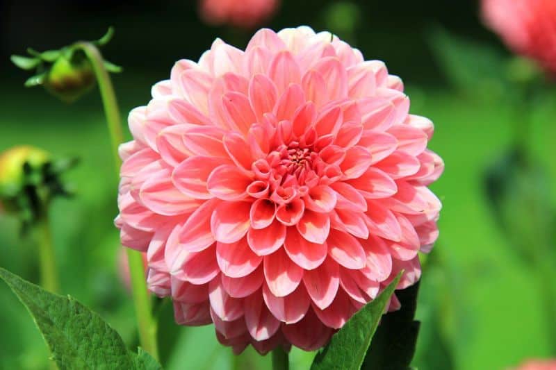 How to Grow and Care for Dahlias