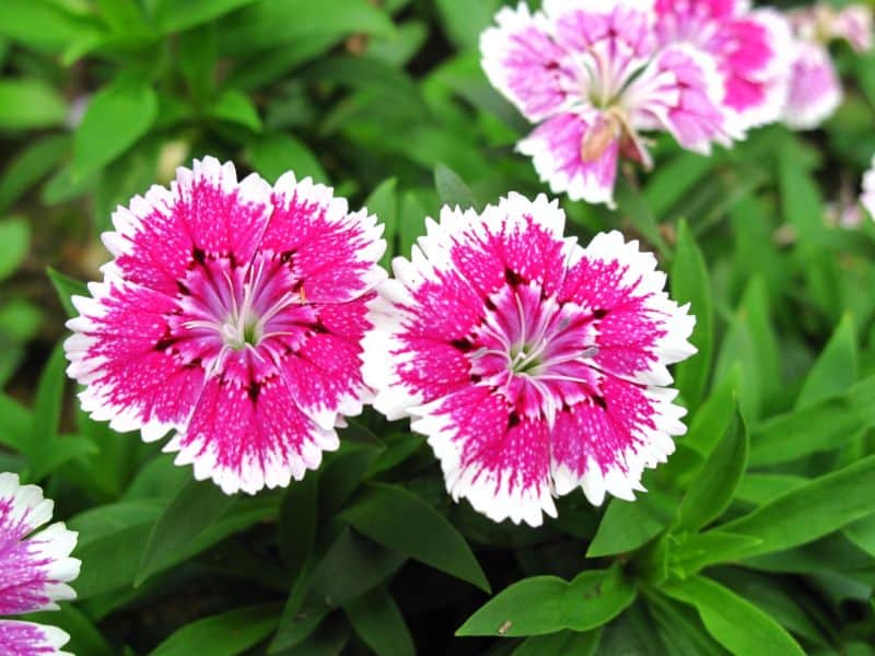 How to Grow and Care for Dianthus