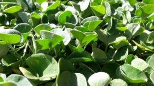How to Grow and Care for Dichondra