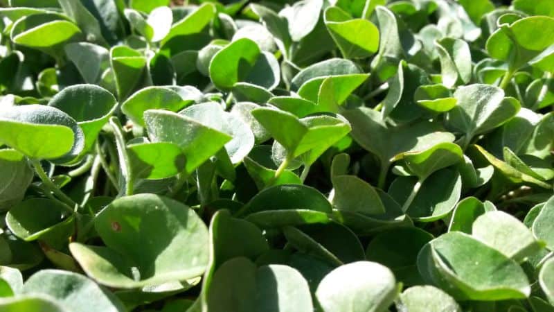 How To Grow Dichondra