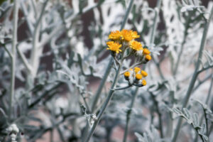How to Grow and Care for Dusty Miller