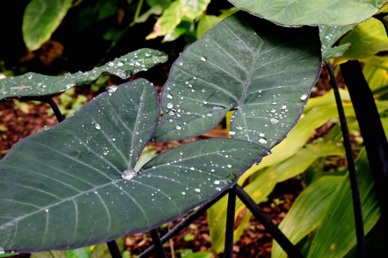 How to Grow and Care for Elephant Ears