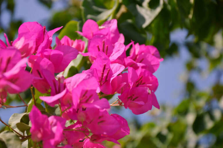 How to Grow and Care for Four O'Clocks Garden Gear Shop