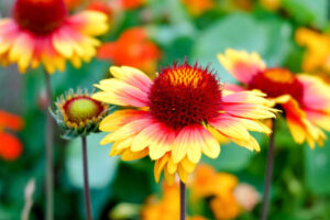 How to Grow and Care for Gaillardia (Blanket Flower)
