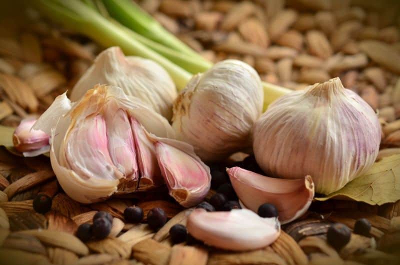 How To Grow Garlic Hydroponically