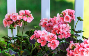 How to Grow and Care for Geraniums
