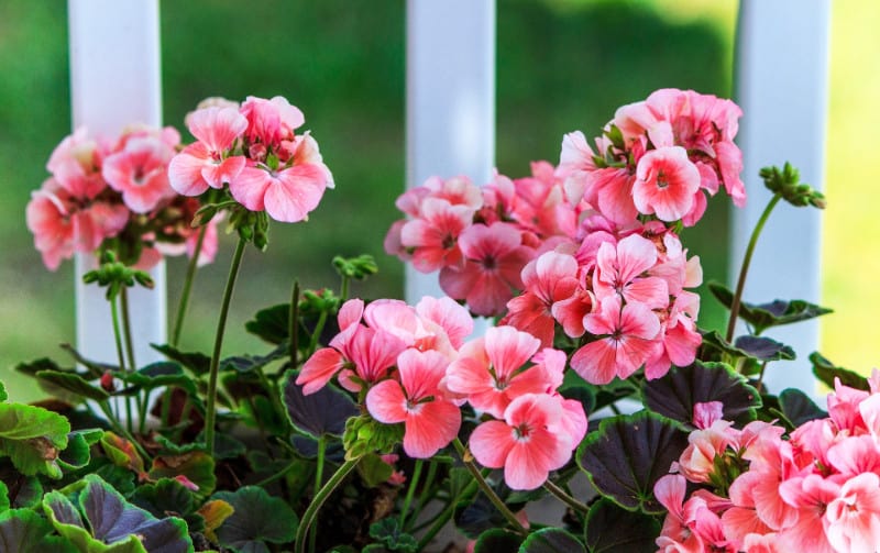 How to Grow and Care for Geraniums