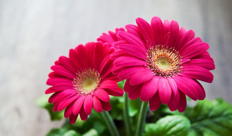 How to Grow and Care for Gerbera Daisies