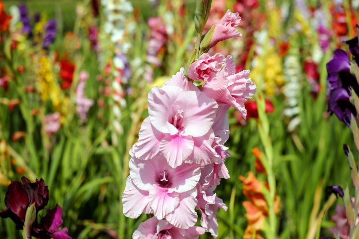 How To Grow Gladiolus