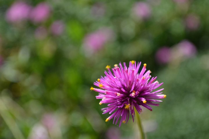 How to Grow and Care for Gomphrena (Globe Amaranth)