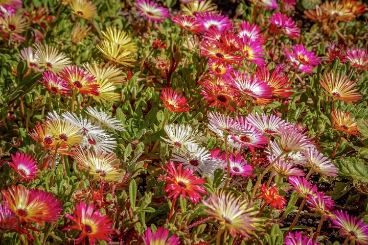 How to Grow and Care for Ice Plants (Delosperma)