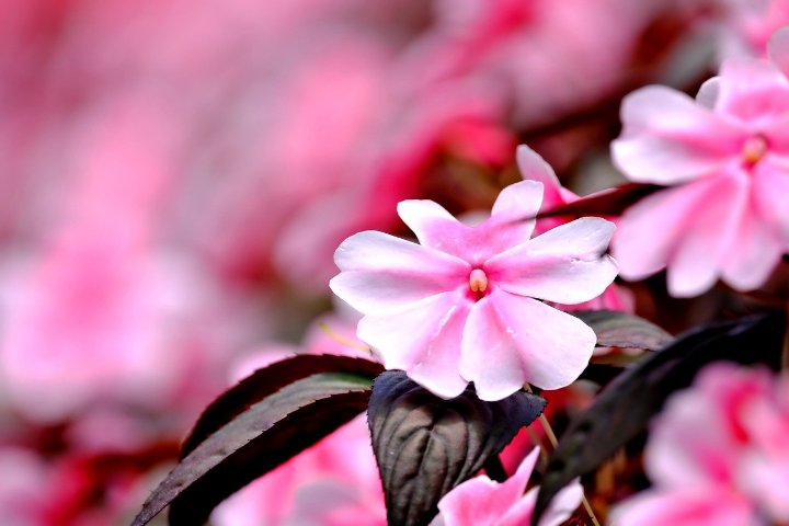 How to Grow and Care for Impatiens
