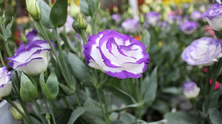 How To Grow Lisianthus