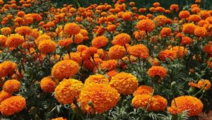 How to Grow and Care for Marigolds