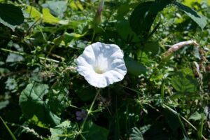 How to Grow and Care for Moonflowers