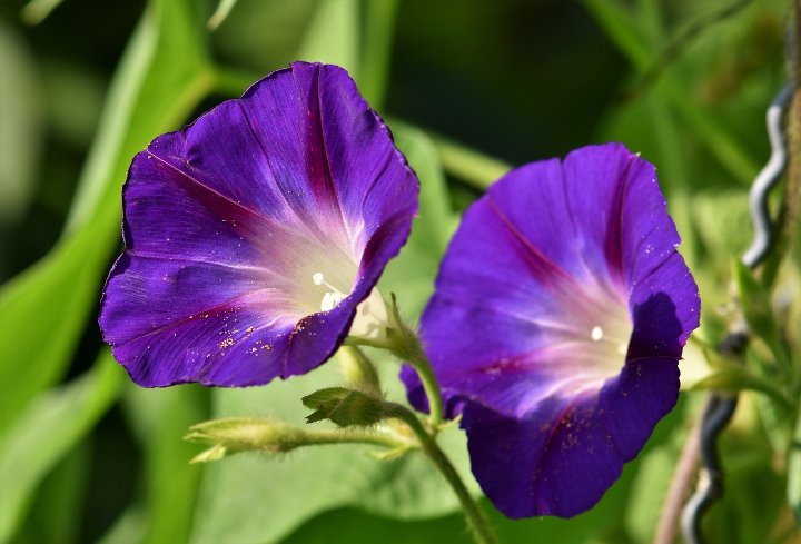 How to Grow and Care for Morning Glories