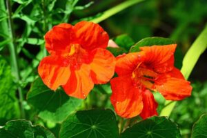 How to Grow and Care for Nasturtiums