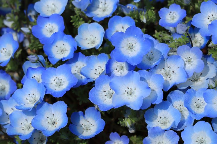 How to Grow and Care for Nemophila (Baby Blue Eyes)