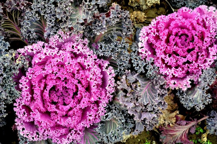 How To Grow Ornamental Kales