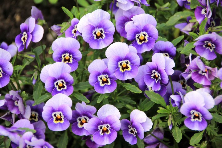 How To Grow Pansies