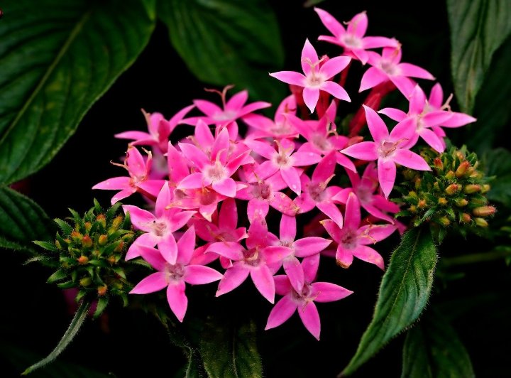 How to Grow and Care for Pentas