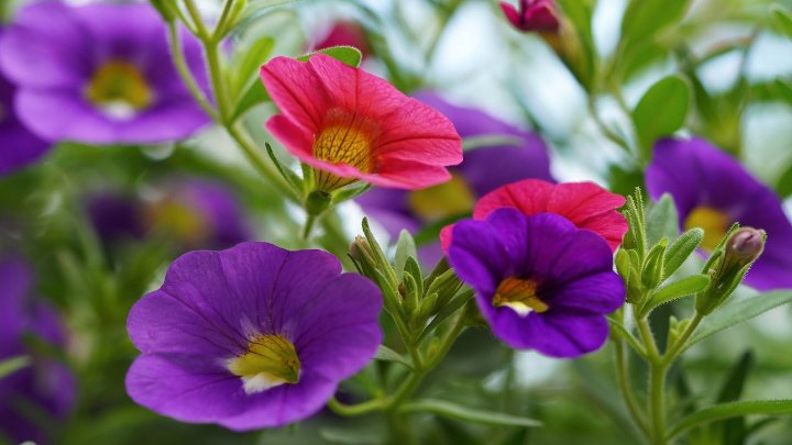 How to Grow and Care for Petunias
