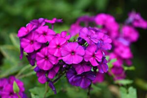 How to Grow and Care for Phlox