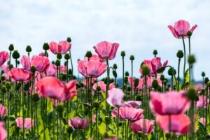How to Grow and Care for Common Poppies