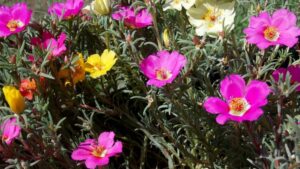 How to Grow and Care for Portulaca (Moss Rose)