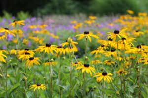 How to Grow and Care for Rudbeckia (Black-Eyed Susan)