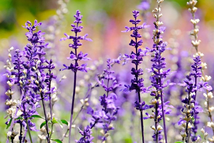 How to Grow and Care for Salvia