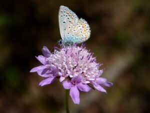 How to Grow and Care for Scabiosa (Pincushion Flower)