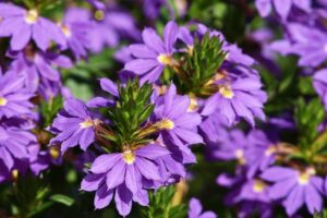 How to Grow and Care for Scaevola (Fan Flower)