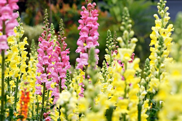 How To Grow Snapdragons
