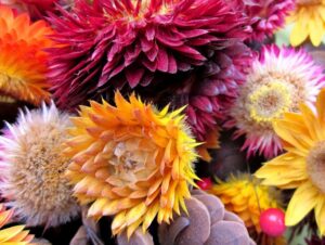 How to Grow and Care for Strawflowers
