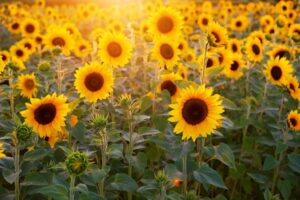 How to Grow and Care for Sunflowers