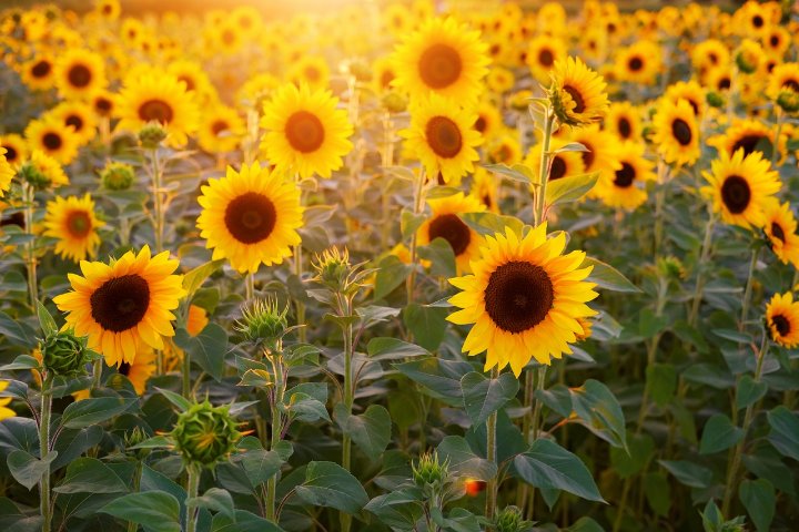 How to Grow and Care for Sunflowers