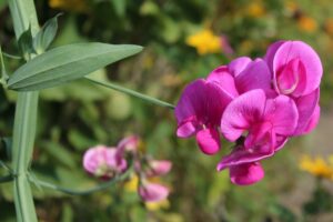 How to Grow and Care for Sweet Peas
