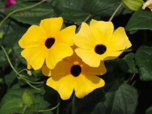 How to Grow and Care for Thunbergia