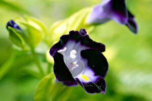How to Grow and Care for Torenia (Wishbone Flowers)