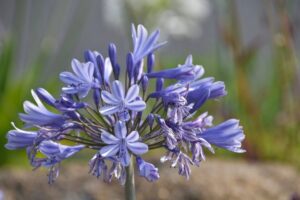 How to Grow and Care for Tuberose