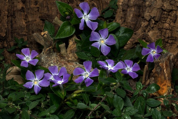 How to Grow and Care for Vinca