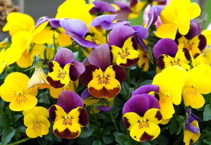 How to Grow and Care for Violas
