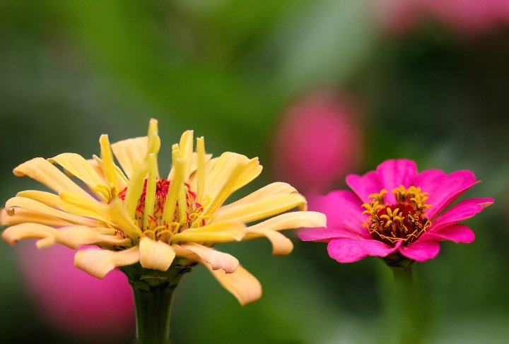 How to Grow and Care for Zinnias