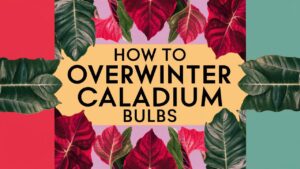 How To Overwinter Caladium Bulbs